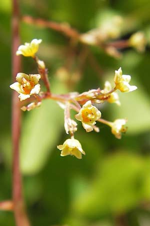 Cotinus coggygria \ Perckenstrauch / Smoke Tree, I Liguria, Castillo di Zuccarello 19.5.2013