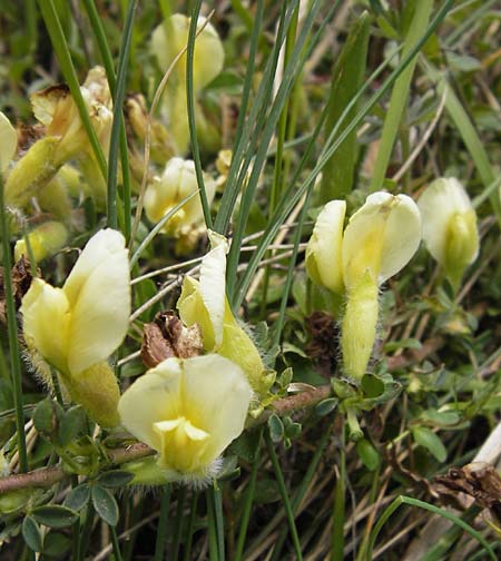 Cytisus hirsutus \ Behaarter Zwergginster, Behaarter Geiklee / Shaggy Broom, I Liguria, Molini di Triora 26.5.2013