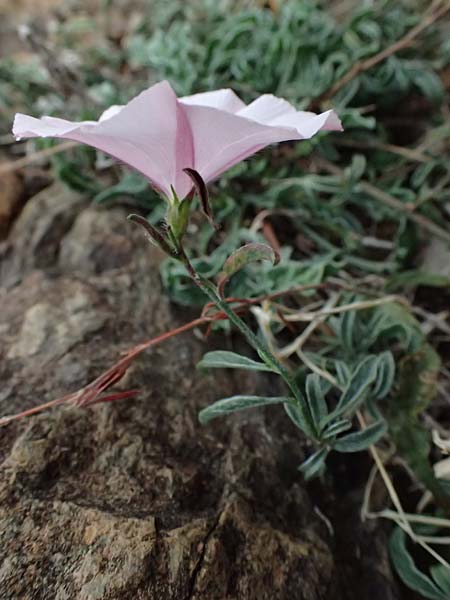 Convolvulus cantabrica \ Kantabrische Winde / Southern Bindweed, I Liguria, Bonassola 4.10.2023