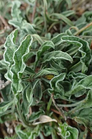 Convolvulus cantabrica \ Kantabrische Winde / Southern Bindweed, I Liguria, Bonassola 4.10.2023