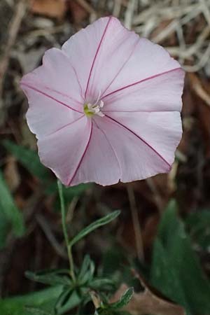 Convolvulus cantabrica \ Kantabrische Winde / Southern Bindweed, I Liguria, Levanto 4.10.2023