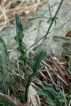 Convolvulus cantabrica \ Kantabrische Winde / Southern Bindweed, I Liguria, Levanto 4.10.2023