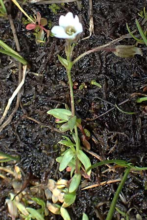 Cerastium cerastoides \ Dreigriffeliges Hornkraut / Starwort Mouse-Ear, I Passo di Gavia 6.7.2026