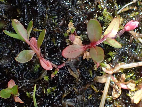 Cerastium cerastoides \ Dreigriffeliges Hornkraut / Starwort Mouse-Ear, I Passo di Gavia 6.7.2026