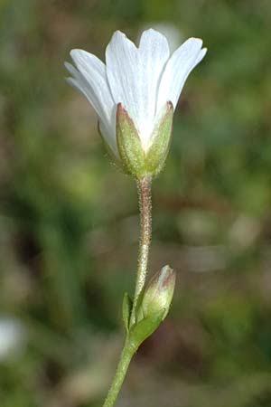 Cerastium cerastoides \ Dreigriffeliges Hornkraut / Starwort Mouse-Ear, I Passo di Gavia 6.7.2026