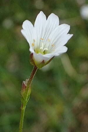 Cerastium cerastoides \ Dreigriffeliges Hornkraut / Starwort Mouse-Ear, I Passo di Gavia 6.7.2026