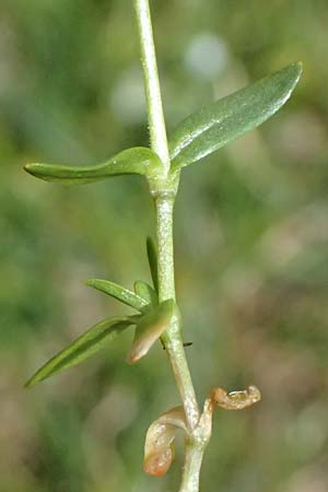 Cerastium cerastoides \ Dreigriffeliges Hornkraut / Starwort Mouse-Ear, I Passo di Gavia 6.7.2026