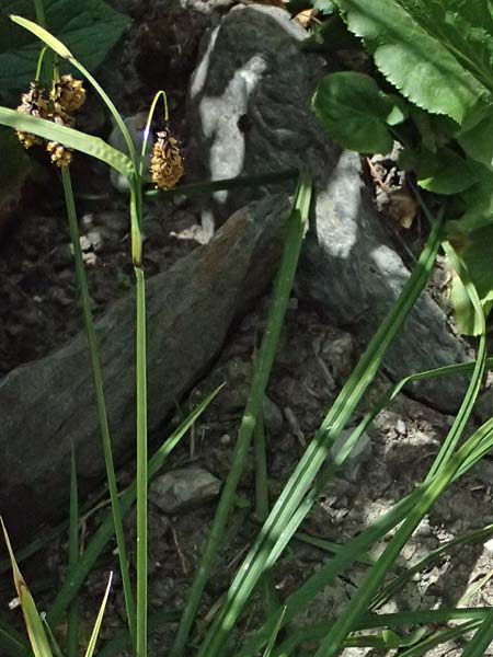 Carex caucasica / Caucasus Sedge, I Bormio Botan. Gar. Rezia 8.7.2026