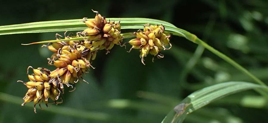 Carex caucasica / Caucasus Sedge, I Bormio Botan. Gar. Rezia 8.7.2026
