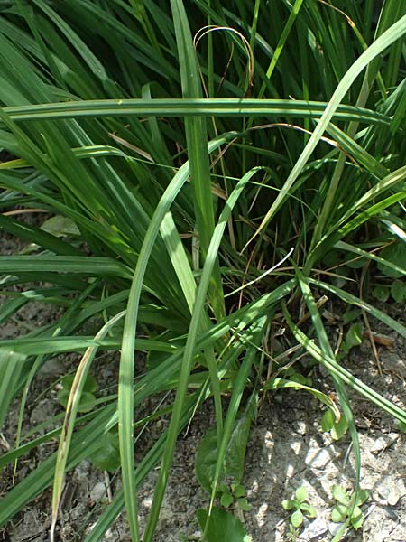 Carex caucasica / Caucasus Sedge, I Bormio Botan. Gar. Rezia 8.7.2026