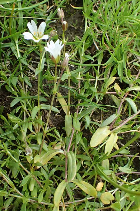 Cerastium cerastoides \ Dreigriffeliges Hornkraut / Starwort Mouse-Ear, I Passo di Gavia 11.7.2026