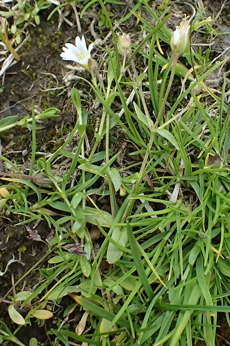 Cerastium cerastoides \ Dreigriffeliges Hornkraut / Starwort Mouse-Ear, I Passo di Gavia 11.7.2026