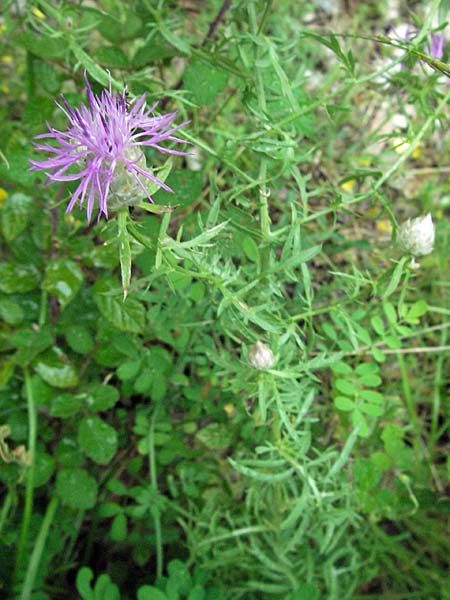 Centaurea deusta \ Gl&auml;nzende Flockenblume, Verbrannte Flockenblume / Burned Knapweed, I Gole del Salinello bei/near Ripe 6.6.2007