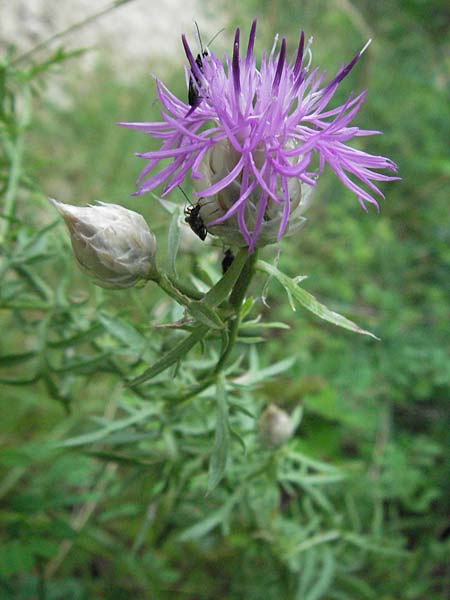 Centaurea deusta \ Gl&auml;nzende Flockenblume, Verbrannte Flockenblume / Burned Knapweed, I Gole del Salinello bei/near Ripe 6.6.2007