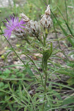 Centaurea deusta \ Gl&auml;nzende Flockenblume, Verbrannte Flockenblume / Burned Knapweed, I Gole del Salinello bei/near Ripe 6.6.2007