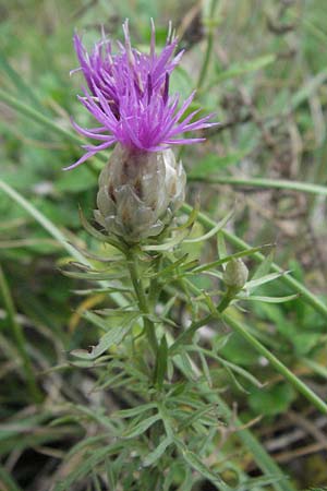 Centaurea deusta \ Gl&auml;nzende Flockenblume, Verbrannte Flockenblume / Burned Knapweed, I Gole del Salinello bei/near Ripe 6.6.2007