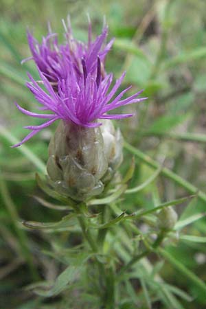 Centaurea deusta \ Gl&auml;nzende Flockenblume, Verbrannte Flockenblume / Burned Knapweed, I Gole del Salinello bei/near Ripe 6.6.2007