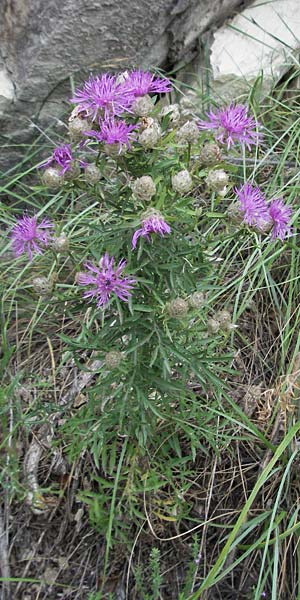 Centaurea deusta \ Gl&auml;nzende Flockenblume, Verbrannte Flockenblume / Burned Knapweed, I Gole del Salinello bei/near Ripe 6.6.2007
