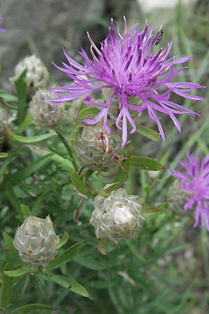 Centaurea deusta \ Gl&auml;nzende Flockenblume, Verbrannte Flockenblume / Burned Knapweed, I Gole del Salinello bei/near Ripe 6.6.2007