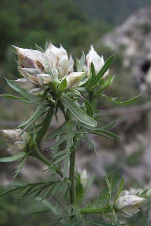 Centaurea deusta \ Gl&auml;nzende Flockenblume, Verbrannte Flockenblume / Burned Knapweed, I Gole del Salinello bei/near Ripe 6.6.2007