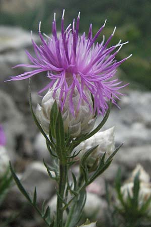 Centaurea deusta \ Gl&auml;nzende Flockenblume, Verbrannte Flockenblume / Burned Knapweed, I Gole del Salinello bei/near Ripe 6.6.2007
