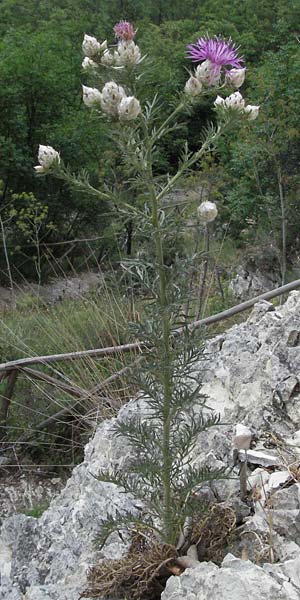 Centaurea deusta \ Gl&auml;nzende Flockenblume, Verbrannte Flockenblume / Burned Knapweed, I Gole del Salinello bei/near Ripe 6.6.2007
