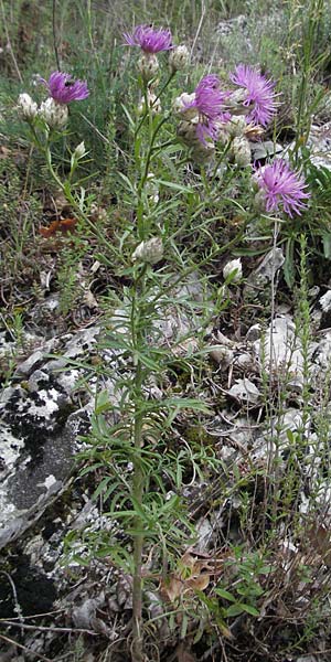Centaurea deusta \ Gl&auml;nzende Flockenblume, Verbrannte Flockenblume / Burned Knapweed, I Gole del Salinello bei/near Ripe 6.6.2007