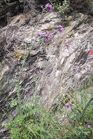 Carduus defloratus \ Alpen-Distel / Alpine Thistle, I Liguria, Zuccarello 19.5.2013