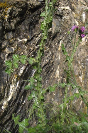 Carduus defloratus \ Alpen-Distel / Alpine Thistle, I Liguria, Zuccarello 19.5.2013