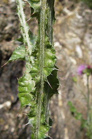 Carduus defloratus \ Alpen-Distel / Alpine Thistle, I Liguria, Zuccarello 19.5.2013