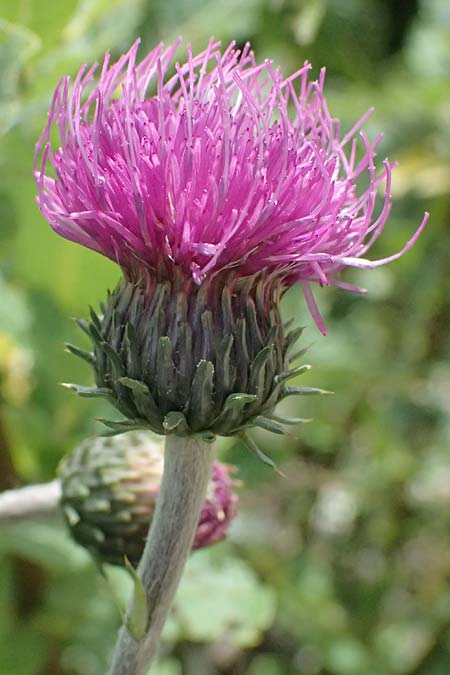 Carduus defloratus \ Alpen-Distel / Alpine Thistle, I Passo del Tonale 11.7.2026