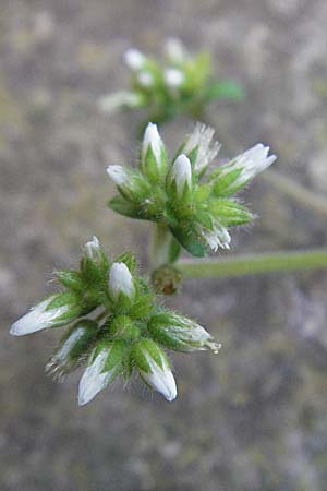 Cerastium glomeratum \ Knuel-Hornkraut / Sticky Mouse-Ear, I Venedig/Venice 19.2.2007