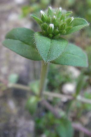 Cerastium glomeratum \ Knuel-Hornkraut / Sticky Mouse-Ear, I Venedig/Venice 19.2.2007