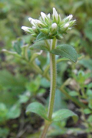 Cerastium glomeratum \ Knuel-Hornkraut / Sticky Mouse-Ear, I Venedig/Venice 19.2.2007