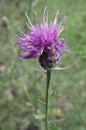 Centaurea nigrescens ? \ Schwrzliche Flockenblume / Black-Rayed Knapweed, I Perugia 3.6.2007