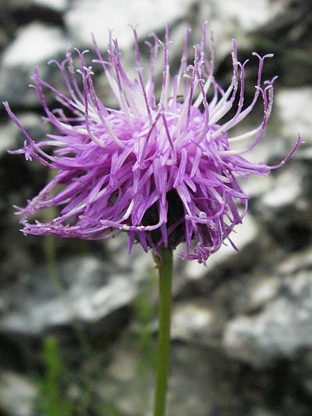 Centaurea nigra \ Schwarze Flockenblume / Common Knapweed, Lesser Knapweed, I Monti Sibillini, Castelluccio 7.6.2007