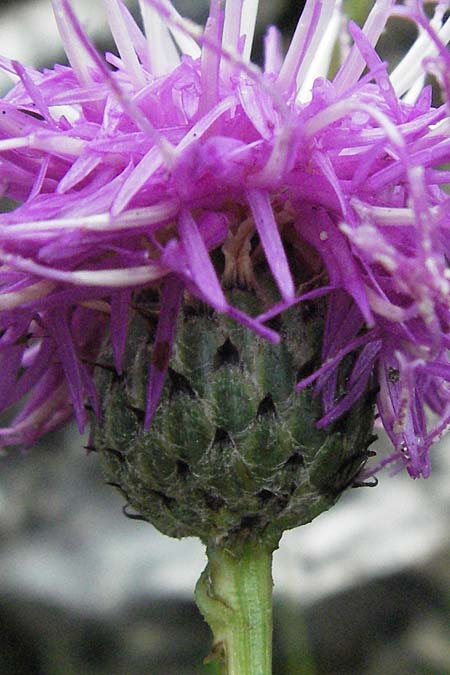 Centaurea nigra \ Schwarze Flockenblume / Common Knapweed, Lesser Knapweed, I Monti Sibillini, Castelluccio 7.6.2007