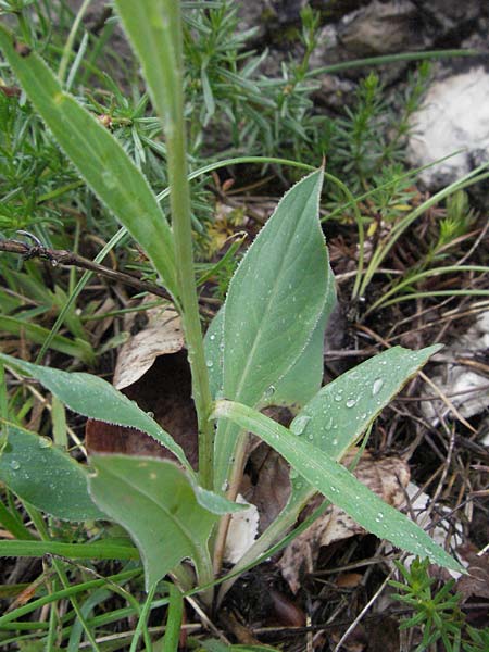 Centaurea nigra \ Schwarze Flockenblume / Common Knapweed, Lesser Knapweed, I Monti Sibillini, Castelluccio 7.6.2007