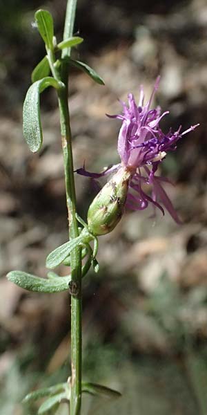 Centaurea leucophaea \ Blassbraune Flockenblume / Whitish-Leaved Knapweed, I Liguria, Moneglia 26.9.2023