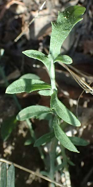 Centaurea leucophaea \ Blassbraune Flockenblume / Whitish-Leaved Knapweed, I Liguria, Moneglia 26.9.2023