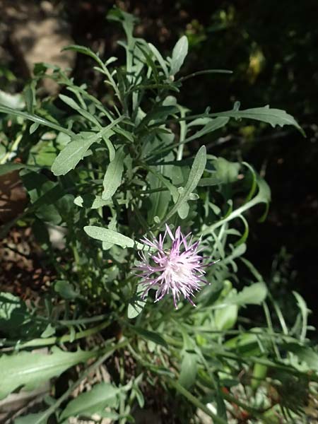 Centaurea leucophaea \ Blassbraune Flockenblume / Whitish-Leaved Knapweed, I Liguria, Cinque Terre 28.9.2023