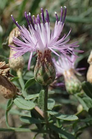 Centaurea leucophaea \ Blassbraune Flockenblume / Whitish-Leaved Knapweed, I Liguria, Cinque Terre 28.9.2023