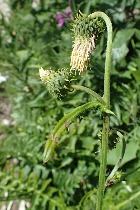 Cirsium erisithales \ Klebrige Kratzdistel / Yellow Thistle, I Passo del Tonale 11.7.2026