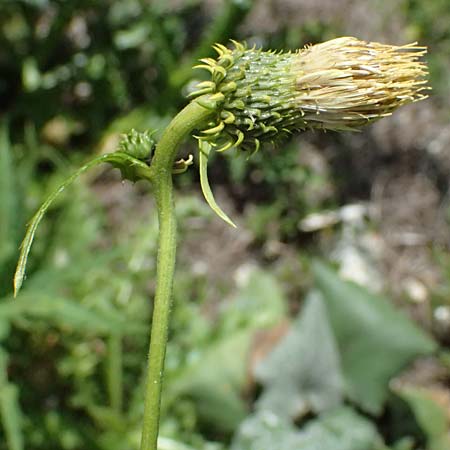 Cirsium erisithales \ Klebrige Kratzdistel / Yellow Thistle, I Passo del Tonale 11.7.2026
