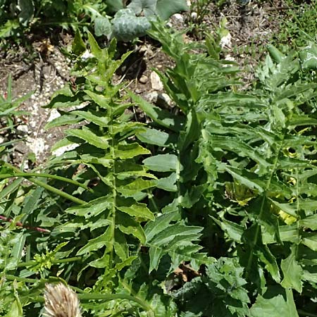 Cirsium erisithales \ Klebrige Kratzdistel / Yellow Thistle, I Passo del Tonale 11.7.2026