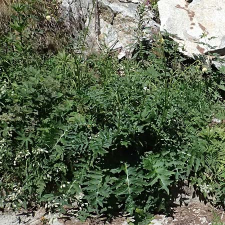Cirsium erisithales \ Klebrige Kratzdistel / Yellow Thistle, I Passo del Tonale 11.7.2026