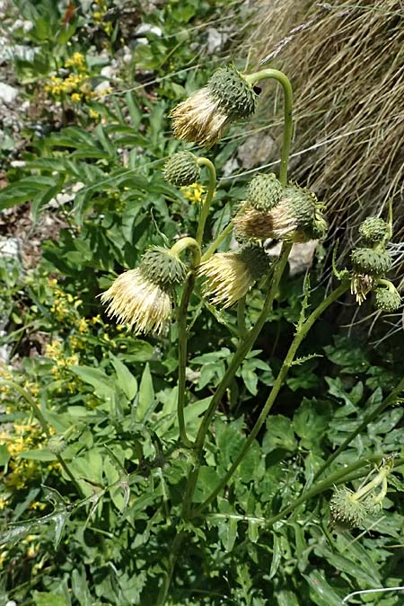 Cirsium erisithales \ Klebrige Kratzdistel / Yellow Thistle, I Passo del Tonale 11.7.2026