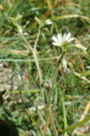 Cerastium fontanum \ Quell-Hornkraut / Common Mouse-Ear, I Alpi Bergamasche, Pizzo Arera 7.6.2017