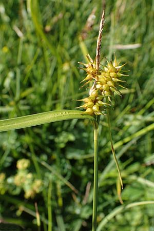 Carex flava \ Groe Gelb-Segge / Large Yellow-Sedge, I Südtirol,  Plätzwiese 5.7.2022