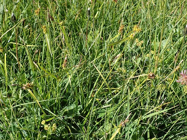 Carex flava \ Groe Gelb-Segge / Large Yellow-Sedge, I Südtirol,  Plätzwiese 5.7.2022